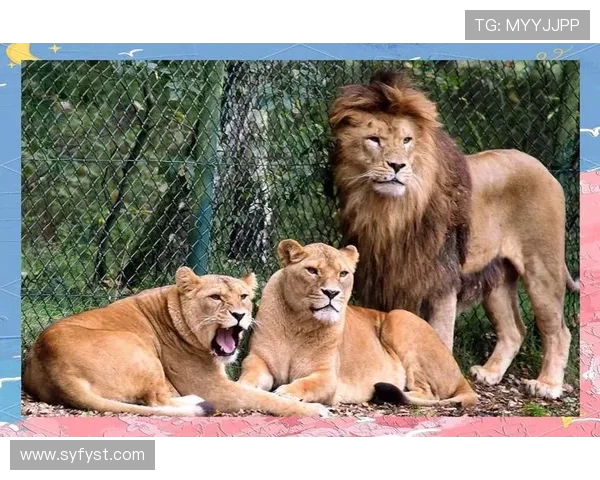 美洲狮与阿特拉斯的精彩对决视频全景解析与精彩瞬间回顾 美洲狮与阿特拉斯的精彩对决视频全景解析与精彩瞬间回顾